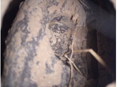 PINZA FRENO TRASERA IZQUIERDA 