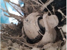 MANGUETA TRASERA IZQUIERDA 