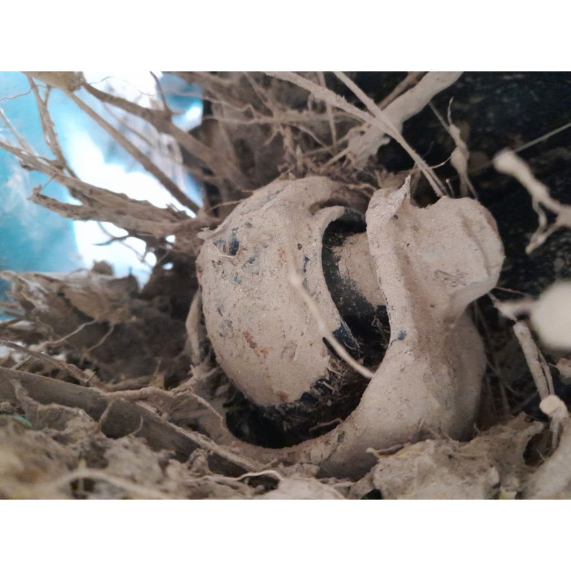 Recambio de mangueta trasera izquierda para toyota c-hr (_x1_) 1.8 hybrid (zyx10_, zyx11_) referencia OEM IAM   