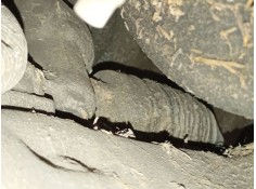 CREMALLERA DIRECCION 