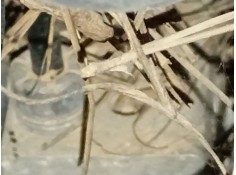 Recambio de abs para mercedes-benz citan monospace (w415) 109 cdi (415.703) referencia OEM IAM   