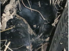 AMORTIGUADOR DELANTERO DERECHO 