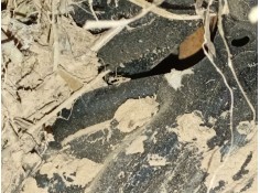 MANGUETA DELANTERA DERECHA 