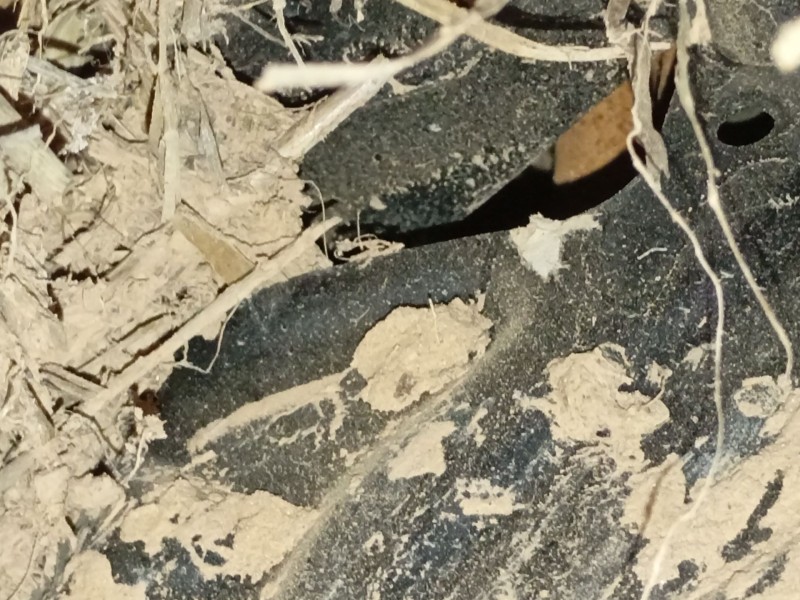 Recambio de mangueta delantera derecha para ford kuga iii (dfk) 2.5 duratec plug-in-hybrid referencia OEM IAM   