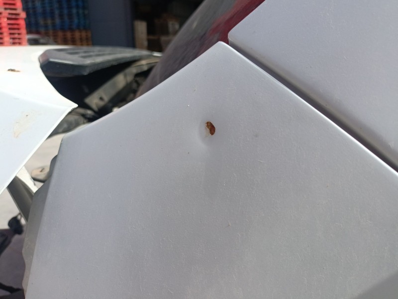 Recambio de aleta delantera izquierda para fiat ducato furgoneta (250_) 130 multijet 2,3 d referencia OEM IAM   