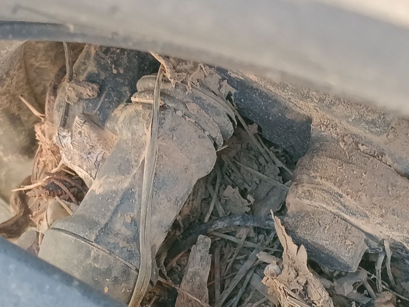 Recambio de pinza freno trasera izquierda para renault trucks maxity 2.5 dci / 2.5 dxi referencia OEM IAM   