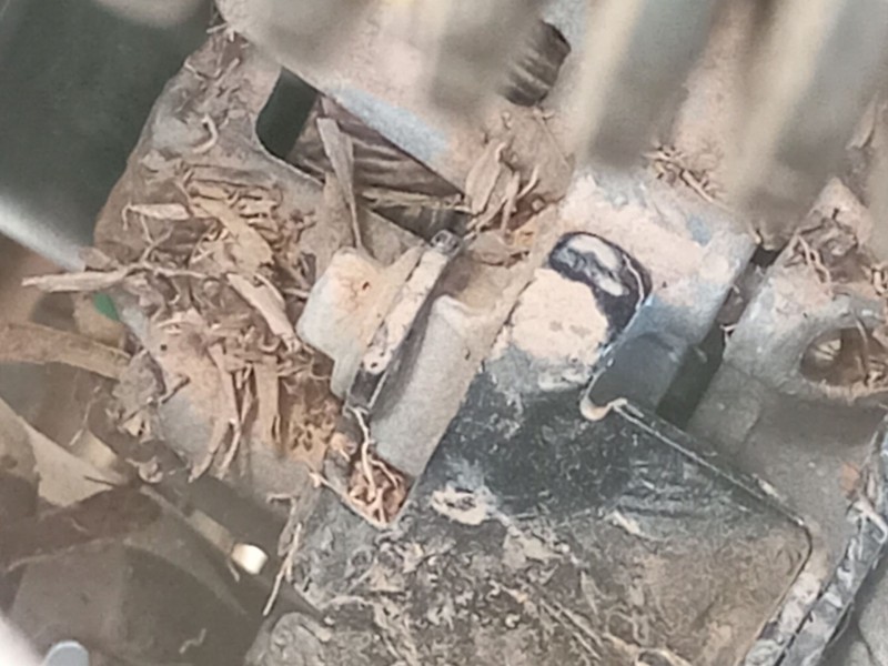Recambio de alternador para ford transit v363 autobús (fad, fbd) 2.0 ecoblue referencia OEM IAM   